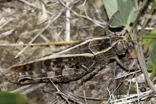 Calliptamus italicus - olaszsáska