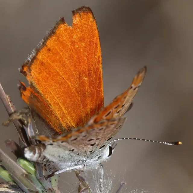 Lycaena thersamon - kis tűzlepke