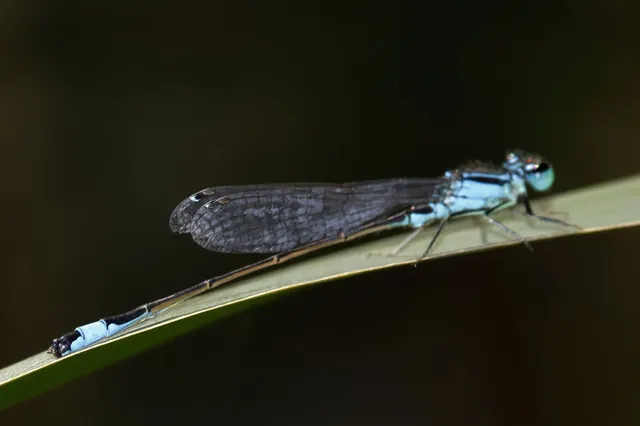 Ischnura elegans pontica - kéköves légivadász