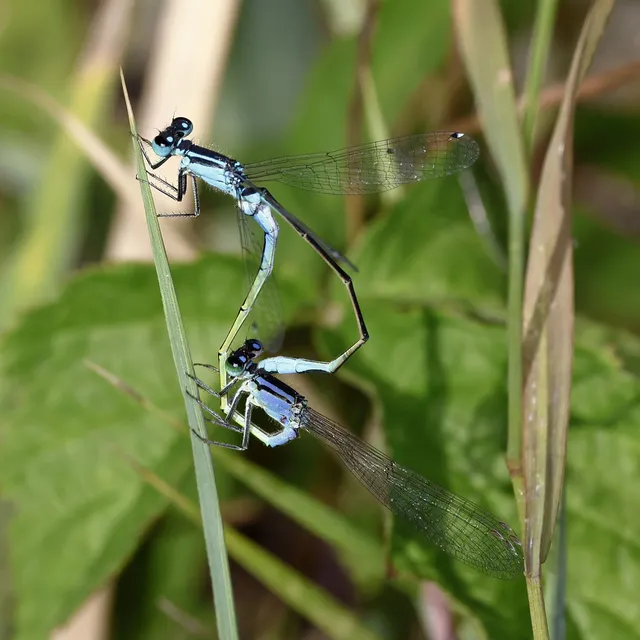 Ischnura elegans pontica - kéköves légivadász