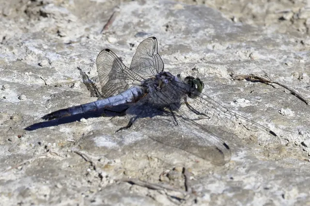 Orthetrum cancellatum - feketefarkú pásztorszitakötő