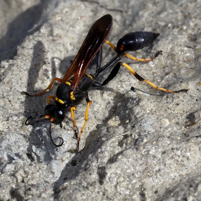 Sceliphron caementarium - feketenyelű lopódarázs