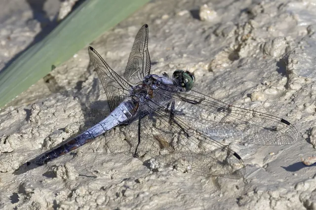 Orthetrum cancellatum - feketefarkú pásztorszitakötő