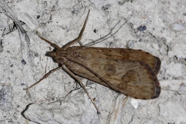 Nomophila noctuella - közönséges vándormoly
