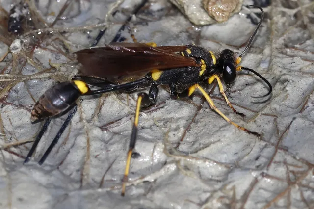 Sceliphron caementarium - feketenyelű lopódarázs