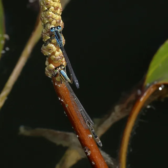 Ischnura elegans pontica - kéköves légivadász