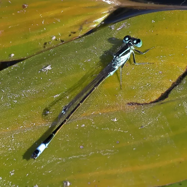 Ischnura elegans pontica - kéköves légivadász