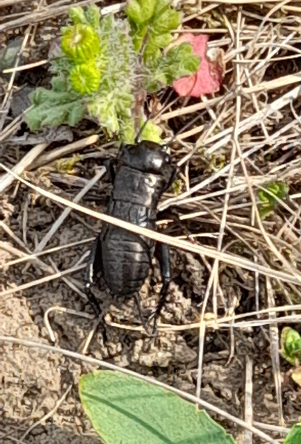 Gryllus campestris - mezei tücsök Gryllus campestris - mezei tücsök