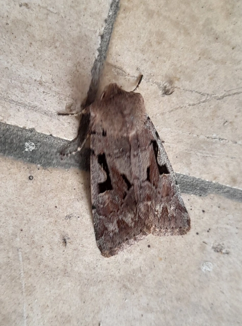 Orthosia gothica - feketefoltos barkabagoly