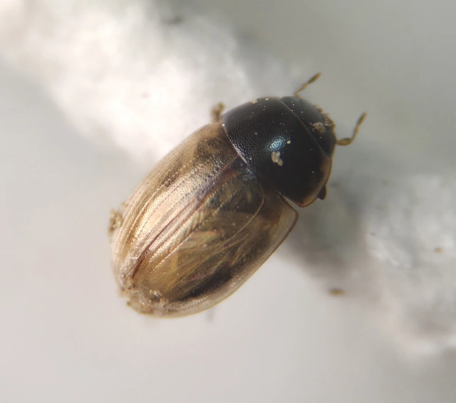 Hydrophilidae - csiborfélék