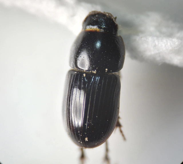 Aphodius granarius - szurokszínű trágyabogár
