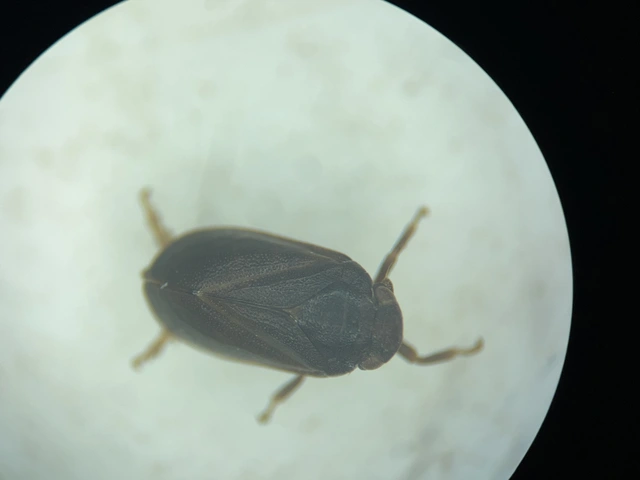 Auchenorrhyncha - Kabócák