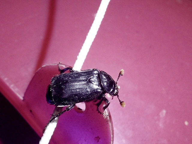 Nicrophorus humator - fekete temetőbogár