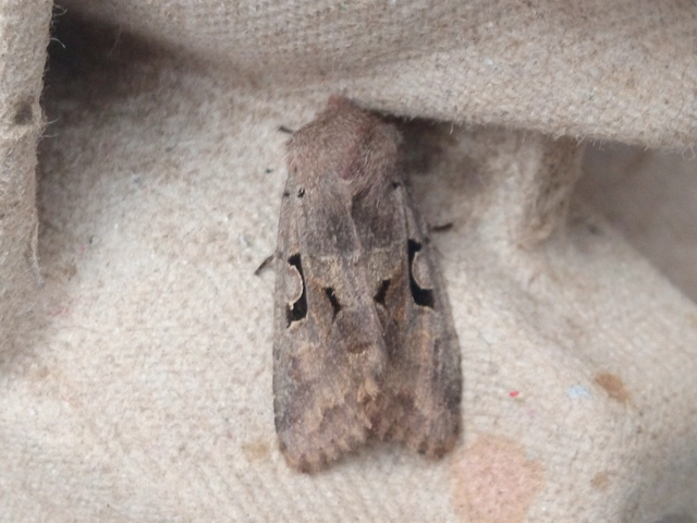 Orthosia gothica - feketefoltos barkabagoly