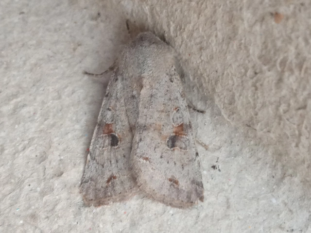 Orthosia incerta - változékony barkabagoly