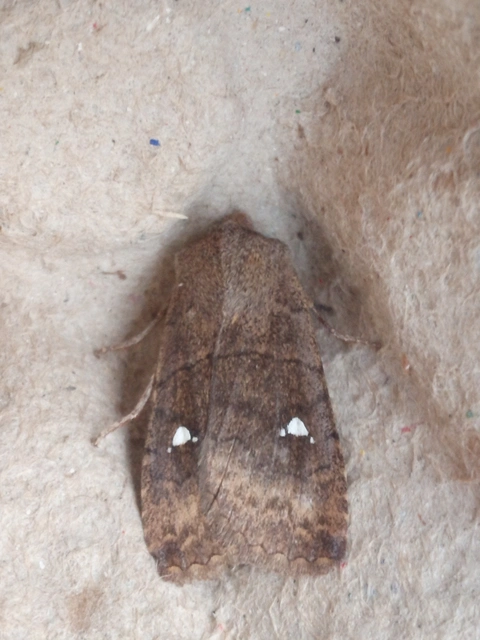 Eupsilia transversa - holdacskás télibagoly