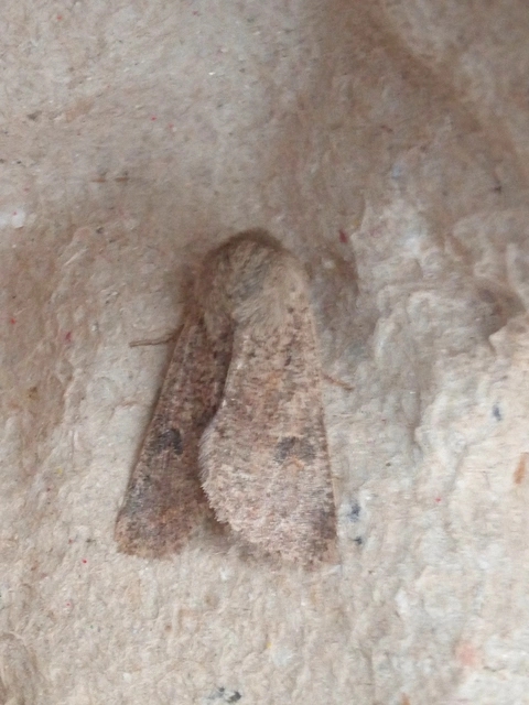Orthosia cruda - kis barkabagoly