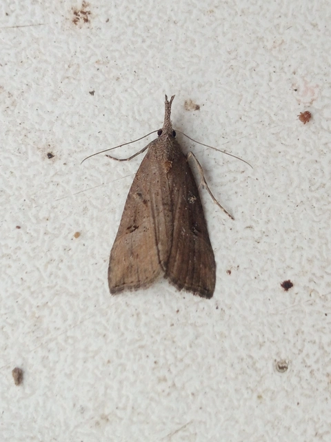 Hypena rostralis - közönséges karcsúbagoly
