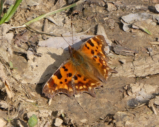 Nymphalis c-album - C-betűs lepke