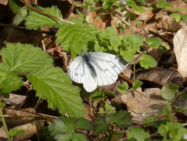 Pieris napi - repcelepke