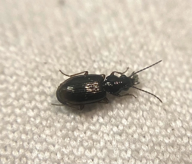 Bembidion lunulatum - füstös gyorsfutó