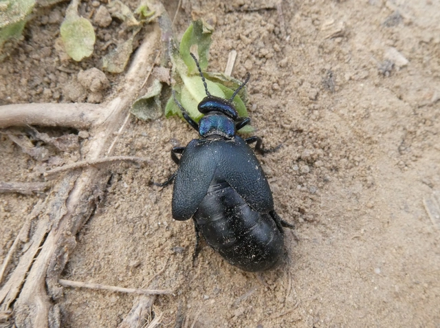 Meloe decorus - csinos nünüke