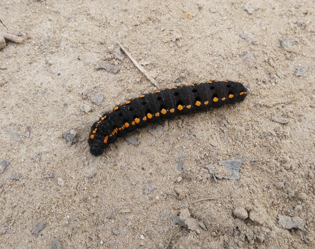 Parnassius mnemosyne - kis apollólepke