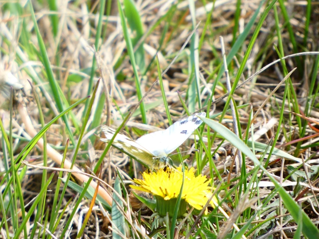 Pontia edusa - rezedalepke