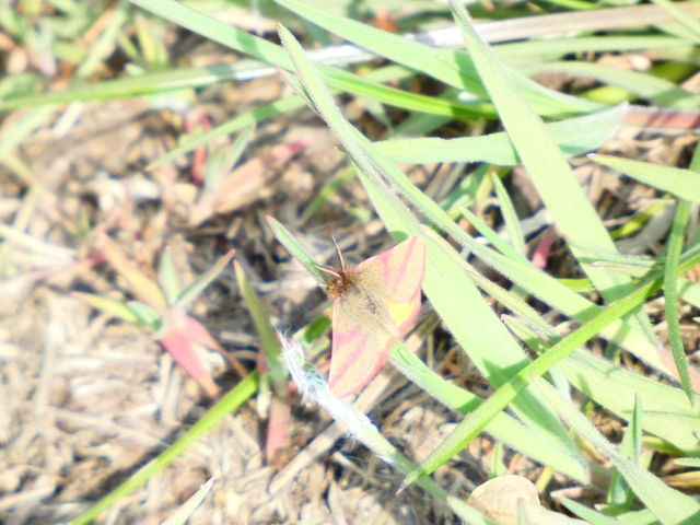 Lythria purpuraria - bíborsávos araszoló