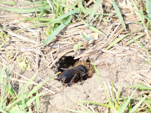 Gryllus campestris - mezei tücsök Gryllus campestris - mezei tücsök