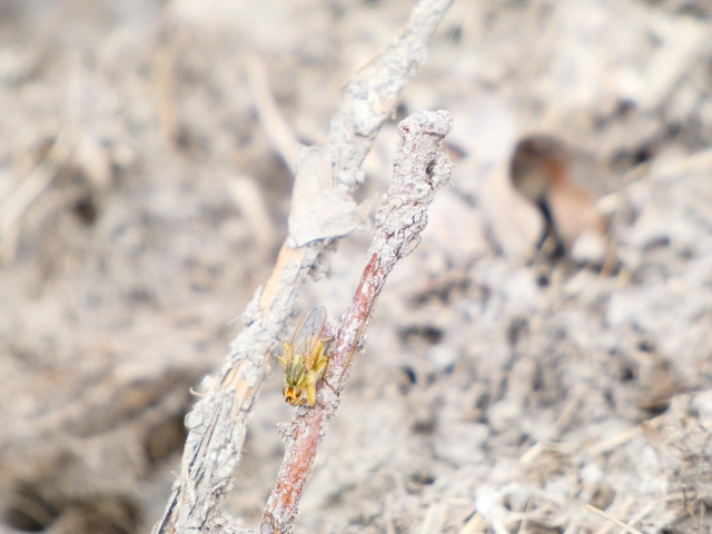 Scathophaga stercoraria - közönséges trágyalégy