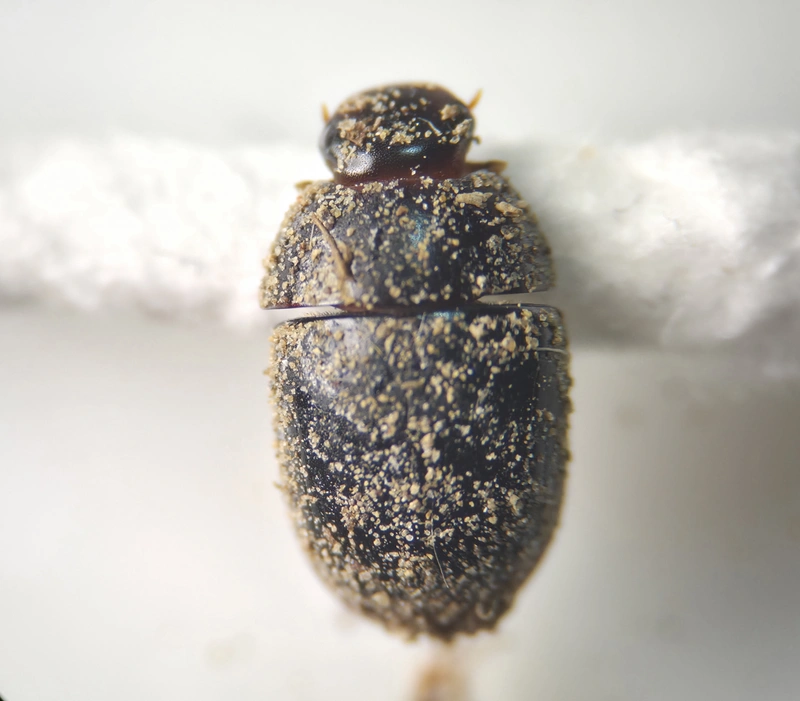 Dactylosternum abdominale - barnás kiscsibor