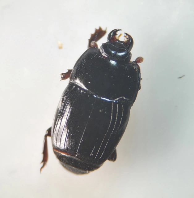 Platysoma compressum - közönséges lapossutabogár Platysoma compressum - közönséges lapossutabogár