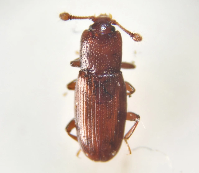 Cerylonidae - kéregbogárfélék Cerylonidae - kéregbogárfélék