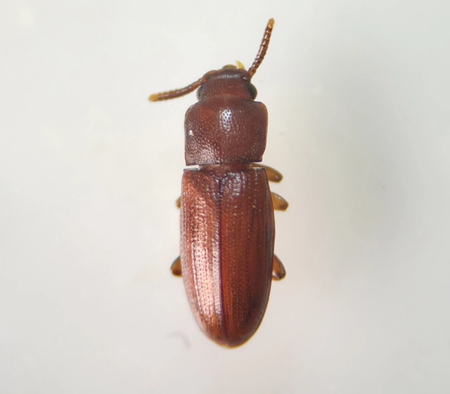 Palorus