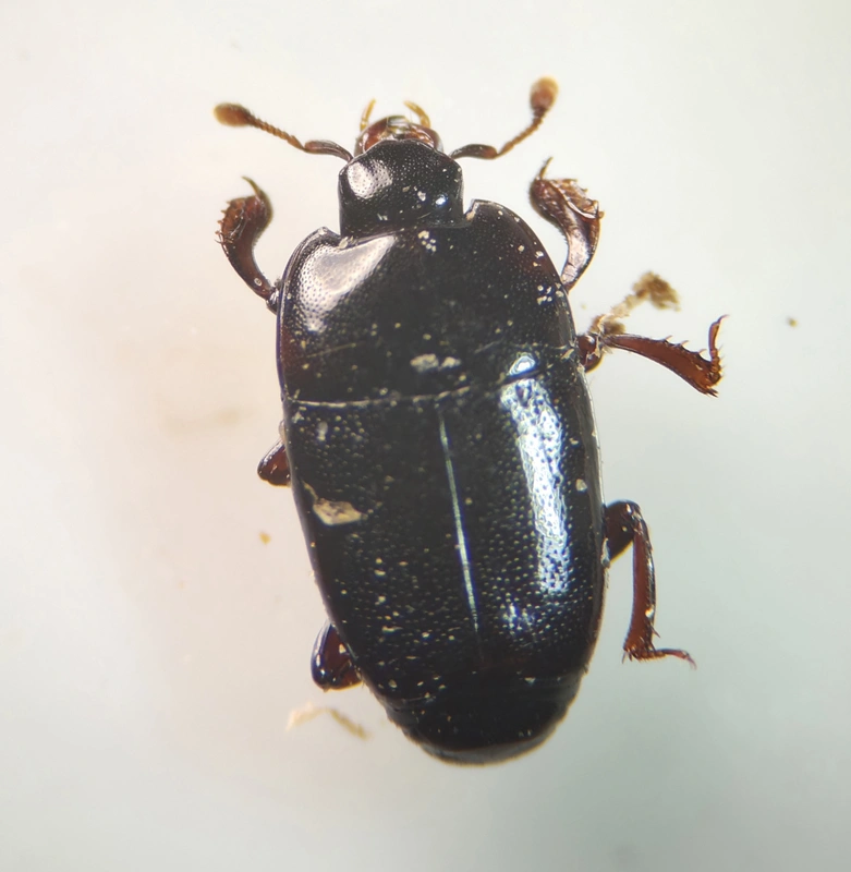 Platylomalus complanatus - lapított kéregsutabogár
