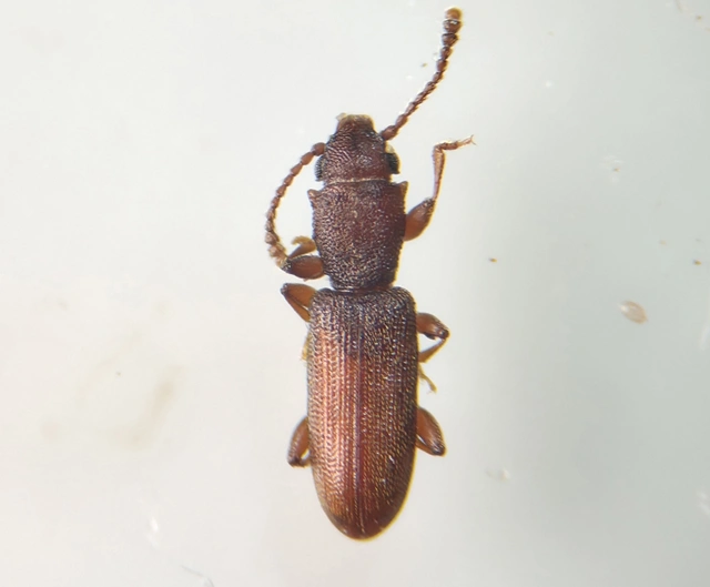 Silvanus unidentatus - rozsdás fogasnyakú-lapbogár