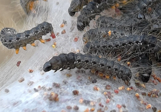 Eriogaster catax - sárga gyapjasszövő