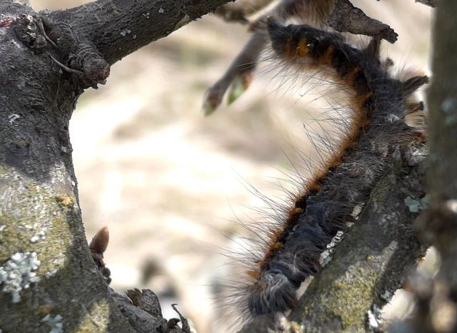 Lasiocampa quercus - tölgyfaszövő
