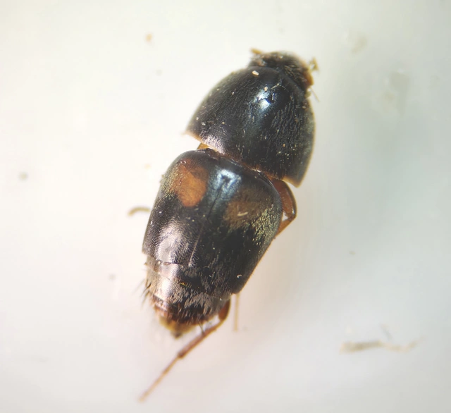 Sepedophilus bipustulatus - taplókedvelő pihésholyva Sepedophilus bipustulatus - taplókedvelő pihésholyva