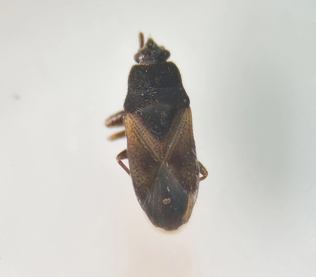 Tropistethus holosericus - törpebodobács
