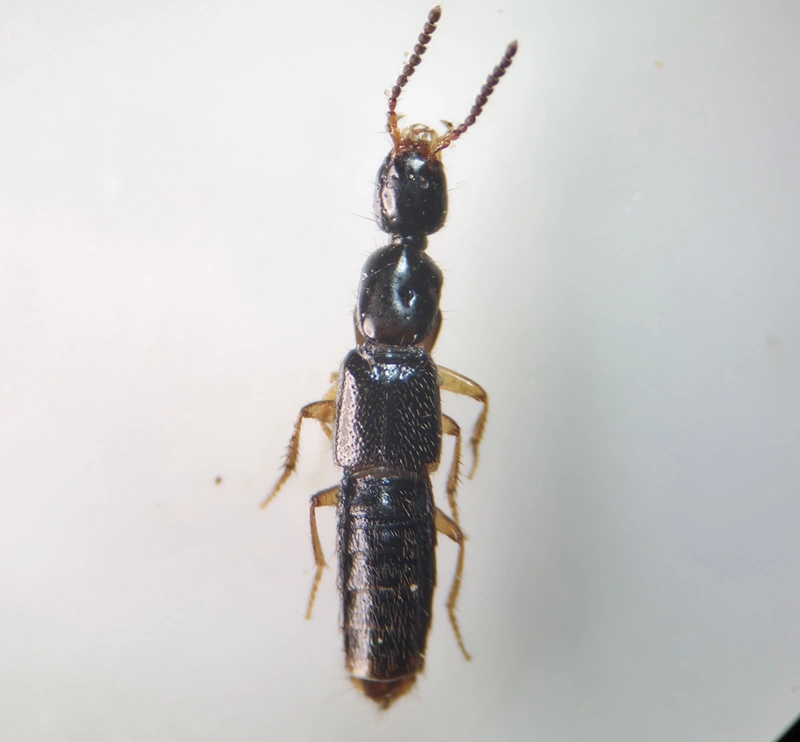 Gabrius splendidulus