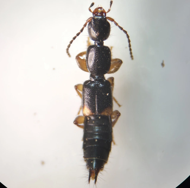 Tetartopeus terminatus - lápi mocsárholyva