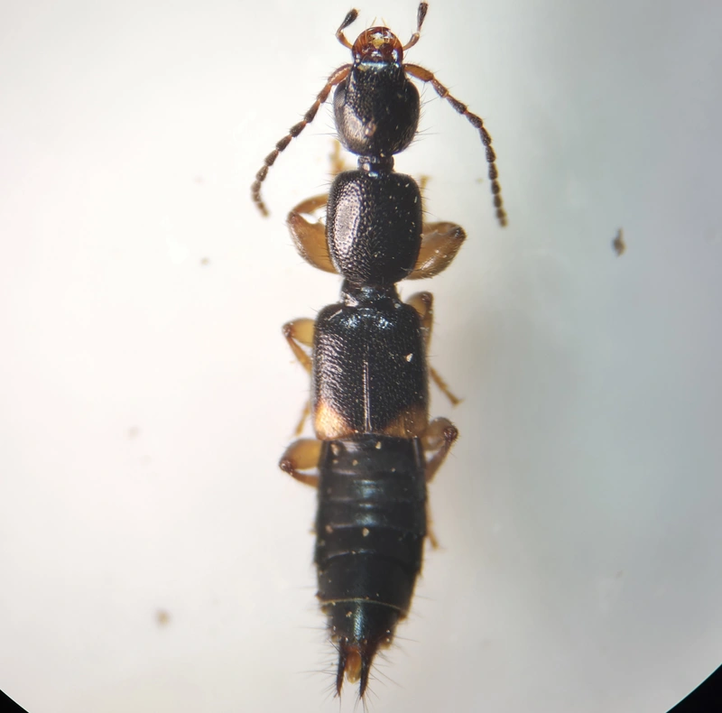 Tetartopeus terminatus