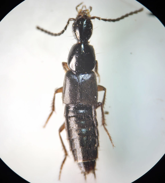Philonthus fumarius - kormos ganajholyva
