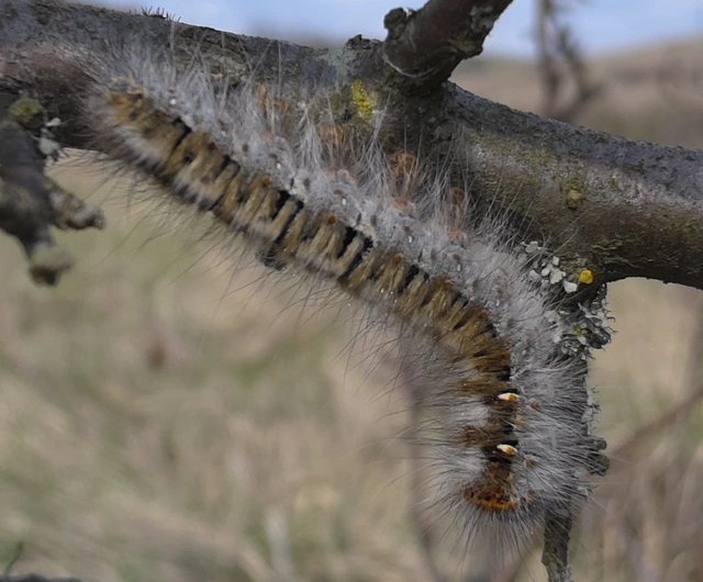 Lasiocampa quercus - tölgyfaszövő