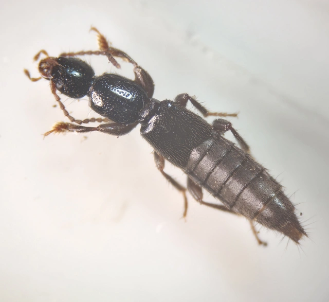 Tetartopeus rufonitidus - mocsári mocsárholyva