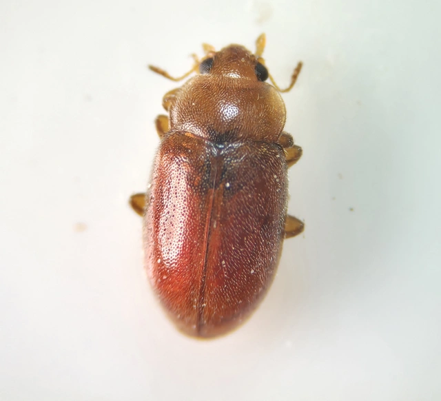 Coccidula rufa - nádi félböde