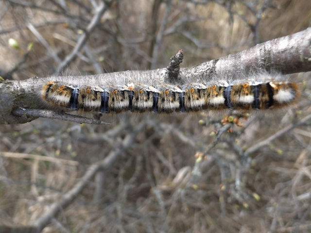 Lasiocampa quercus - tölgyfaszövő