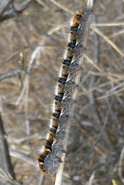 Lasiocampa quercus - tölgyfaszövő